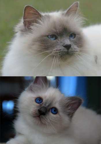 cfa birman cat breeders in