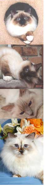 birman care