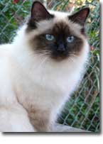 birman cats