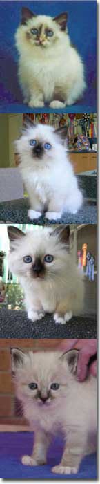 birman kittens