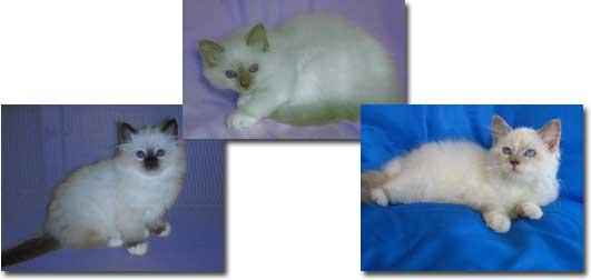 birman kittens