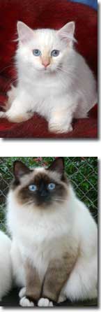 birmans