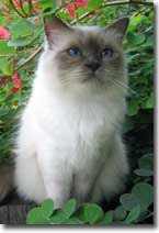 birmans